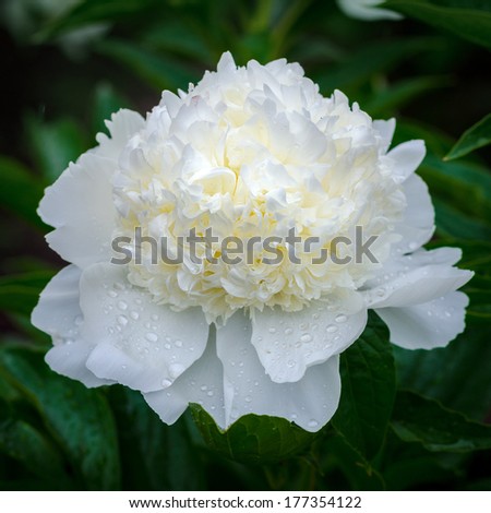 white peony flower