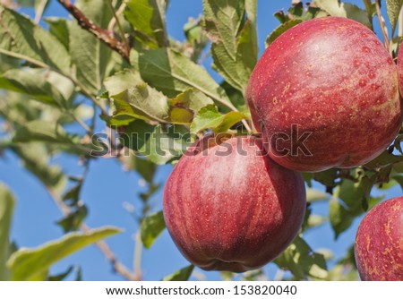 Close up of ripe, red apples on a branch in an orchard against a blue sky