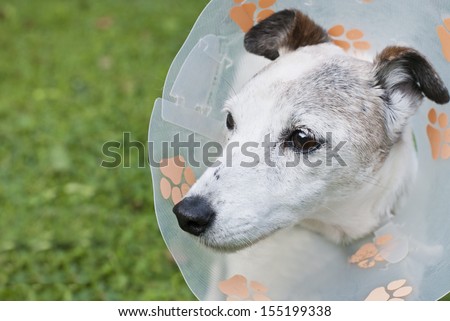 Injured dog wearing protective dog collar