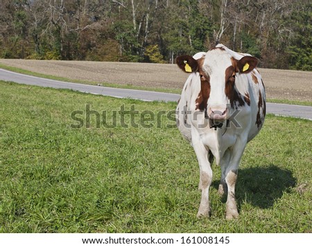 A cow standing alone in a green pasture