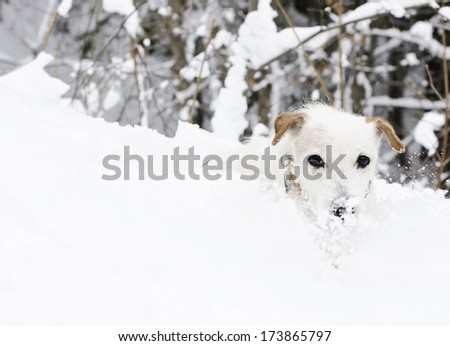 Cute little dog hiding in the snow