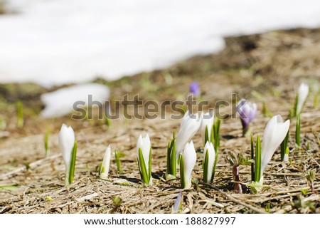 A patch of crocuses sprouting up next to spring snow