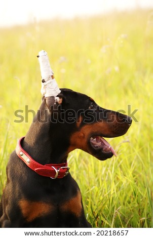 Portrait of doberman puppy after ear docking, with green meadow on background