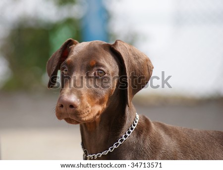cute doberman brown puppy
