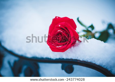 Red rose on a winter snowy bench