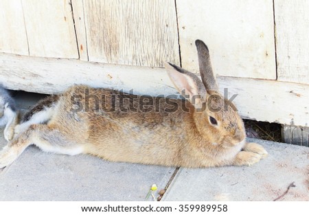 Close up Cute brown rabbit sleeping on the concrete