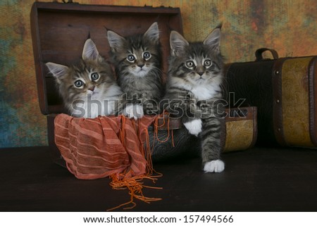 3 Maine Coon Kittens