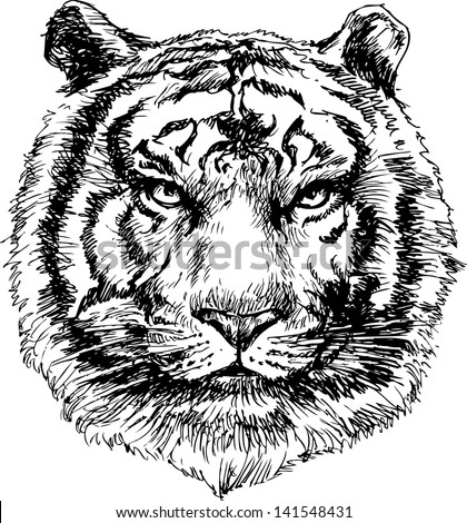 Tiger head hand drawn Tiger head hand drawn