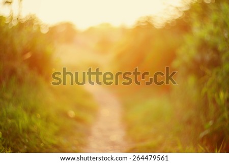 De focused path on sunset, natural bokeh background
