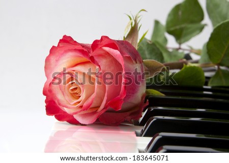 Rose on Piano