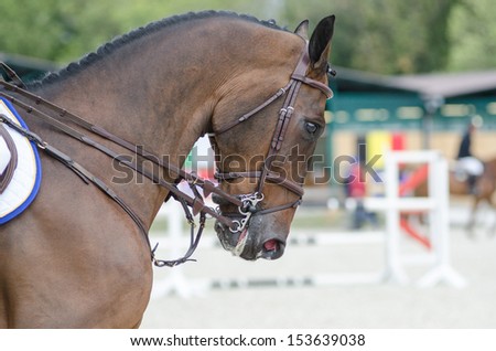 Equestrian sport - head of bay horse