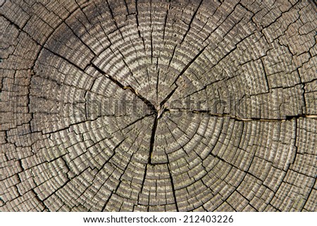 Old log\'s cracked annual ring