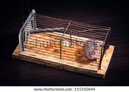 mice caught in the cage mousetrap (set free afterwards)