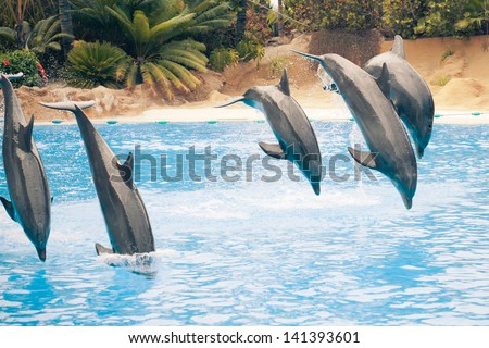 group of jumping dolphins