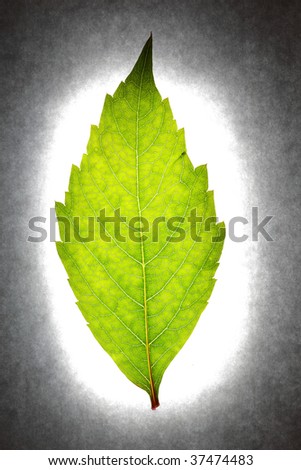 Leaf laying on the light table in the laboratory and ready to be tested
