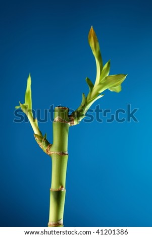 bamboo stem with foliage on blue