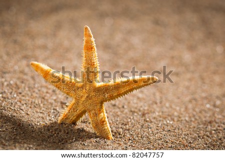 sea star or starfish on the sand