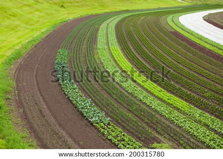 cultivated land with vegetable patches