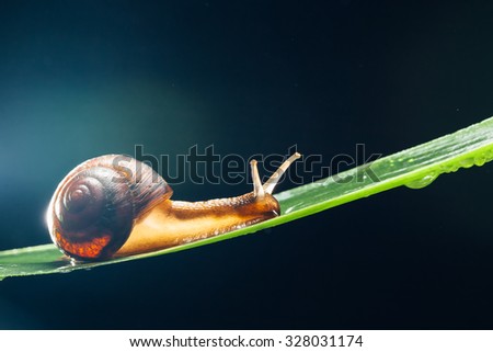 snail with water particles bokeh as the background