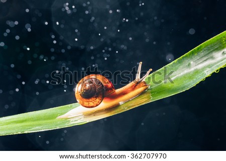 snail with water particles bokeh as the background