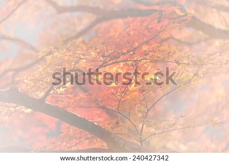 Red maple leaves in Japan (Soft Style for background)