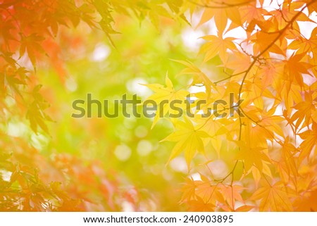 Yellow maple leaves in Japan (Soft Style for Background)
