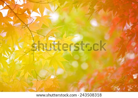 Yellow maple leaves in Japan (Soft Style for background)