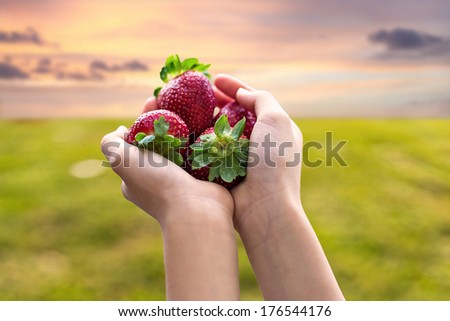 freshly picked strawberries in a child's hands against a strawberry field