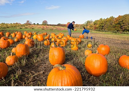 father and child picking out a pumpkin from a pumpkin patch