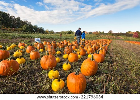 father and child picking out a pumpkin from a pumpkin patch