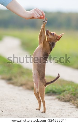 The little dog is standing on its hind legs and asks food on the background of green field