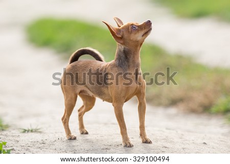Small dog breed toy terrier looking upwards