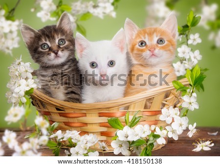 Three multi-colored kitten sitting in a basket surrounded by flowers