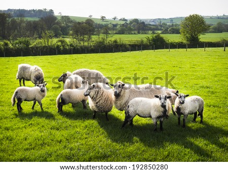 Ram with flock of sheep, farm, Devon, England