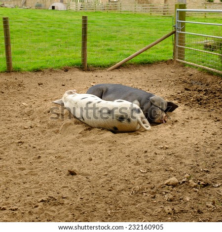 SCARBOROUGH, ENGLAND - SEPTEMBER 2014: Pair of pigs sleeping in a pig pen. In Scarborough, North Yorkshire, England on 14th September 2014.