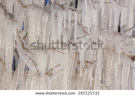 Hundreds of white icicles hang from a single bush