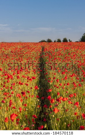 A track cuts through a field of backlit poppies