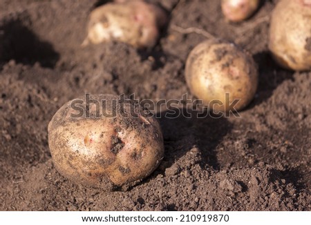 Potatoes, still in the dirt where they grew