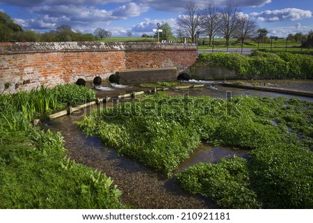 Watercress farming showing beds of watercress and flowing water