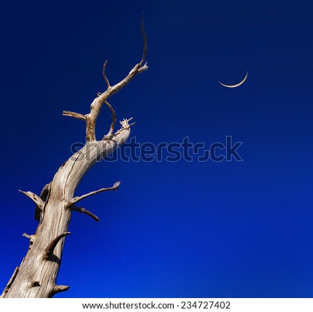 In a deep blue sky a crescent moon hangs precariously with ominous looking dead tree branches snaking skywards