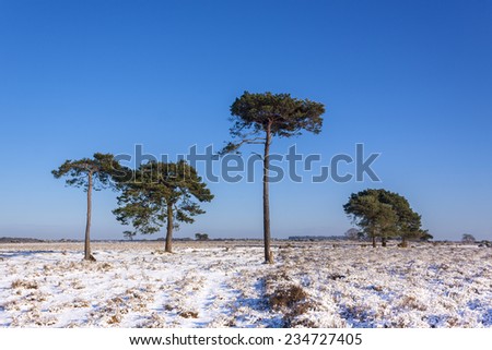 Heather is covered by snow under pine trees deep in the New Forest in Hampshire