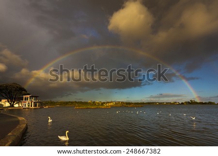 Swans swim beneath a rainbow that formed after a flash storm