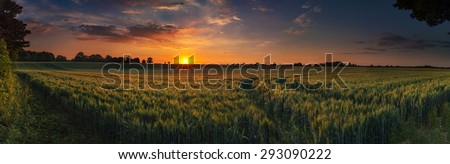 The sun disappears over a large field of wheat or barley
