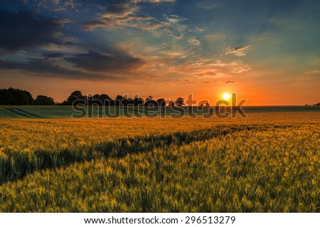 The sun sets over a green and gold, flowing crop of wheat or barley on a farm on a hill in England. The thin clouds are illuminated by the sun in red, orange, gold