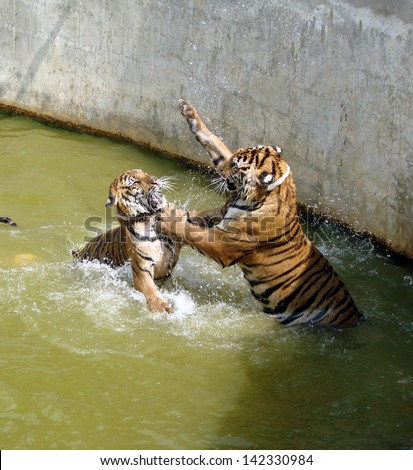 Two tigers fighting in the water. The picture was taken in the Tiger Temple, Thailand