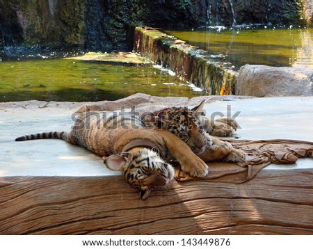 Tiger cubs sleeping next to the water. The picture was taken in the Tiger Temple, Thailand.