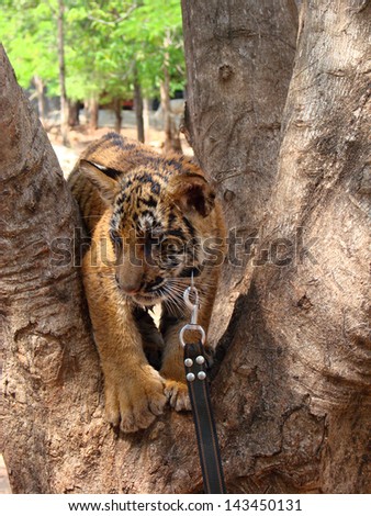 Tiger cub climbing on a tree. The picture was taken in the Tiger Temple, Thailand.