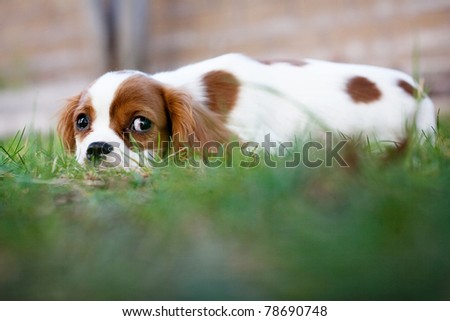 Dog laying down in the grass