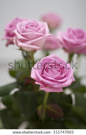 Six pink roses with green leaves in vase at home