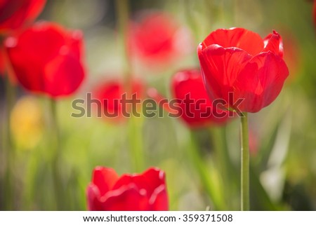 Easter Spring Flowers bunch. Beautiful red tulips bouquet. Elegant Mother's Day gift over nature green blurred background. Springtime. Copy space